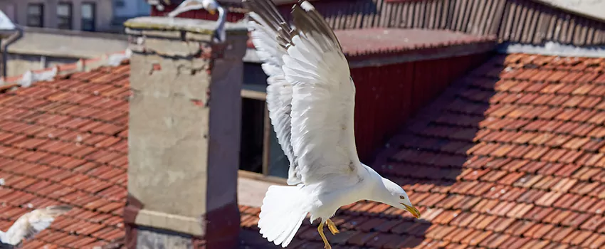 Residential Chimney Animal Removal Solution in Trenton, MI